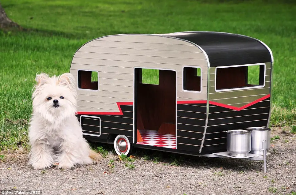 dog and van life