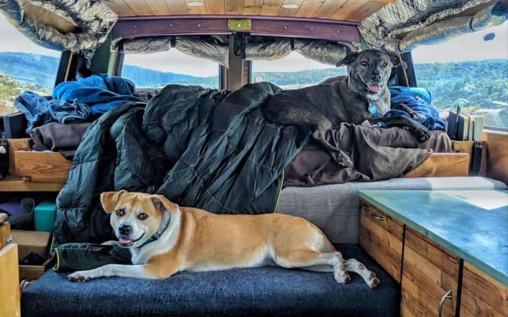 dogs inside a van