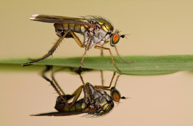 fly with its reflection